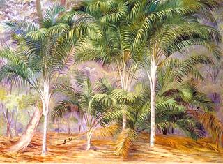 塞舌尔马埃的一组棕榈树