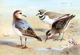 A Knot, A Sandpiper and a LIttle Ringed Plover