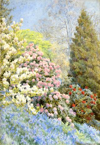Magnolia, Bluebells and Azaleas