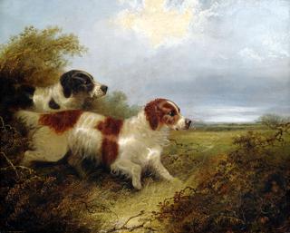 Two Spaniels