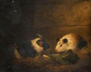 Study of Guinea Pigs