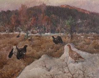 Capercaillie Cocks