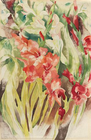 Gladioli