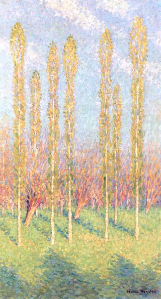 Poplars in Spring