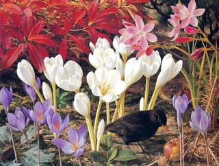 Autumn Crocus