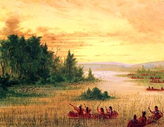 Ojibbeway Indians Gathering Wild Rice
