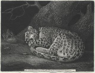 A Sleeping Leopard