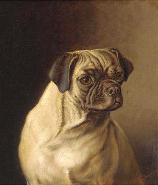 A Pug