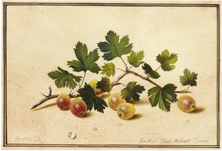 Gooseberries