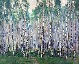 Spring in a Birch Forest