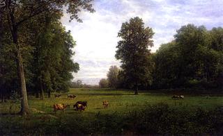 Cows in a Pasture