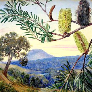 Banksia of Tasmania