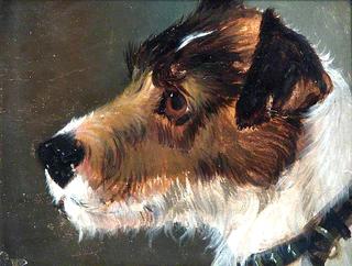 Head of a Rough-Haired Terrier