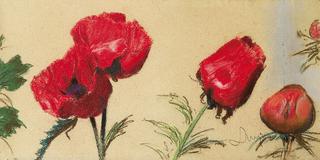 Poppies