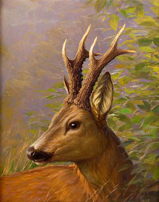 Roe Deer