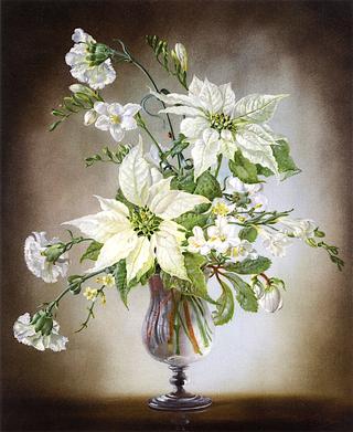 Still Life with White Poinsettia