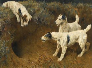 Wire Fox Terriers by a Badger Set