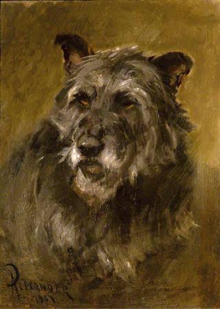 Head of a Deerhound