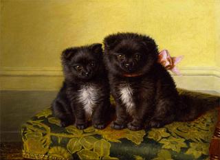 Two chow pups seated on a chair in an interior