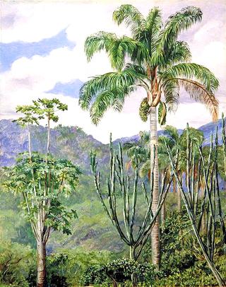 View in Brazil near Ouro Preto, with Oil Palms