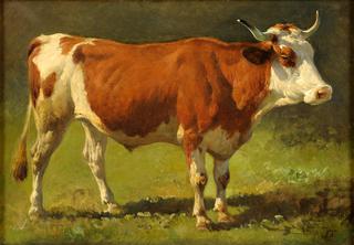 An Ox
