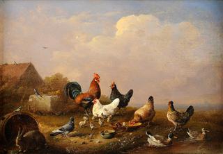 Colorful poultry, pigeons and rabbit