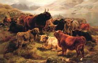Highland Cattle
