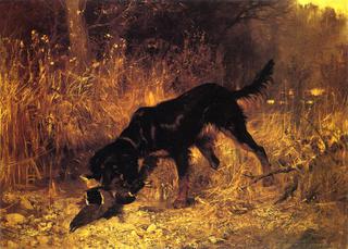 Retrieving a Mallard