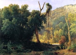 A West Virginia Forest