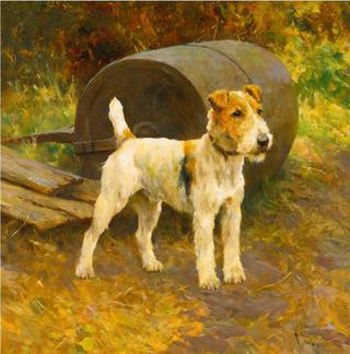 Wire Fox Terrier