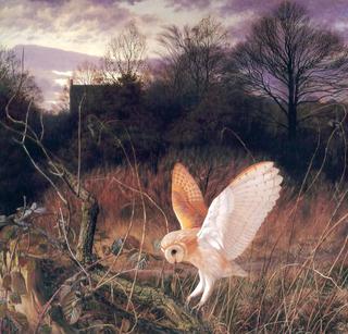 Barn Owl