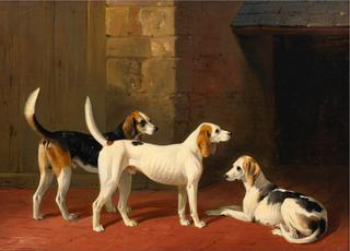 Three Fox Hounds in a Paved Kennel