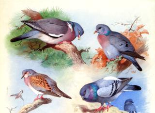 A Wood Pigeon, a Stock Dove, a Turtle Dove and a Rock Pigeon