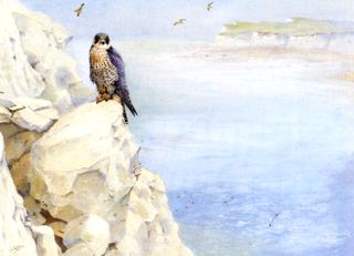 Peregrine on the South Coast