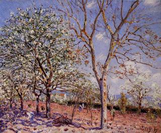 Plum and Walnut Trees in Spring