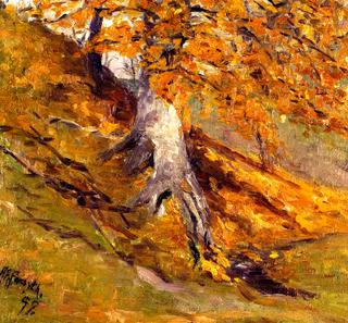 An Autumn Beech