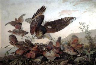 Hawk Attacking Partridges