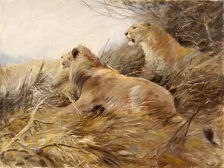 Lions