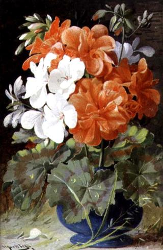 Pelargoniums