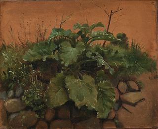 A Burdock and other Plants on a Stone Wall