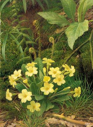 Primroses in Adel Wood