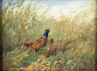 Pheasants