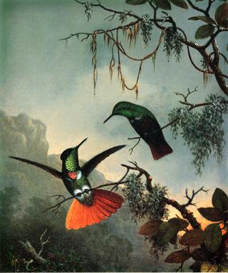 Two Hooded Visorbearer Hummingbirds