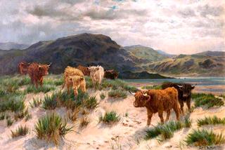 Cattle on the Ayrshire Coast