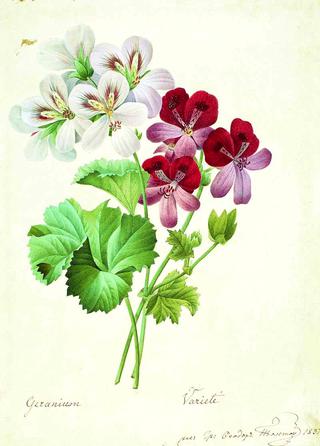 Geranium