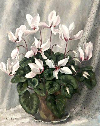 Cyclamen