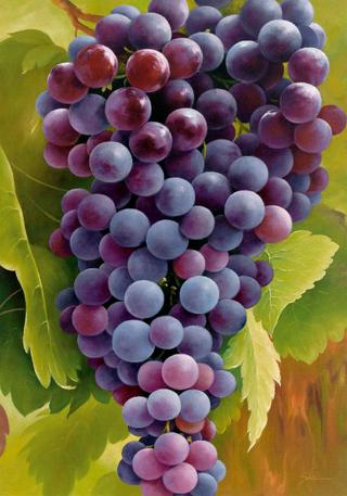 Black Grapes on the Vine (Blaue Trauben an der Rebe)