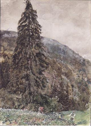 The Large Spruce in Gastein