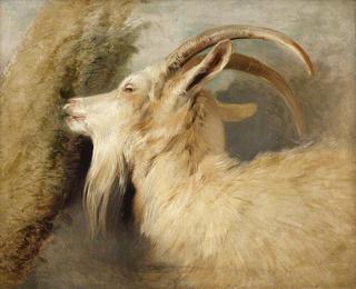 Head of a Goat