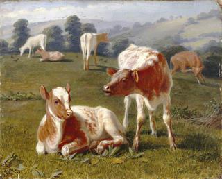 Calves in a Meadow